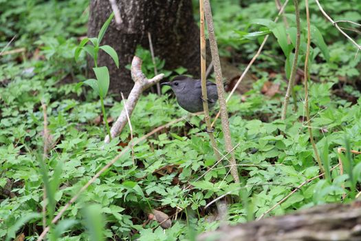 Gray Catbird perched on branch early spring