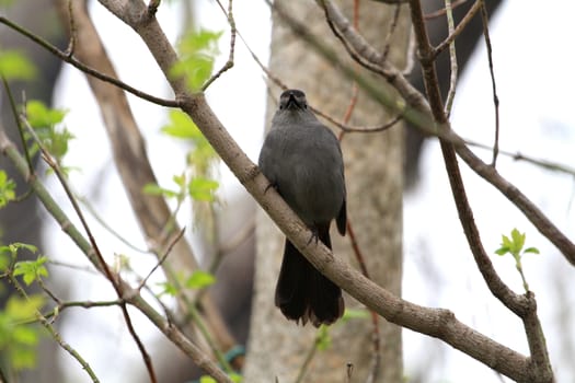 Gray Catbird perched on branch early spring