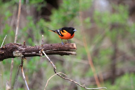 Northern Oriole male perched on end of dead branch