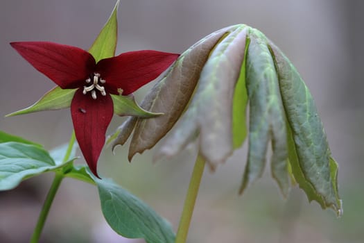 Red Trillium flower in early spring in morning light