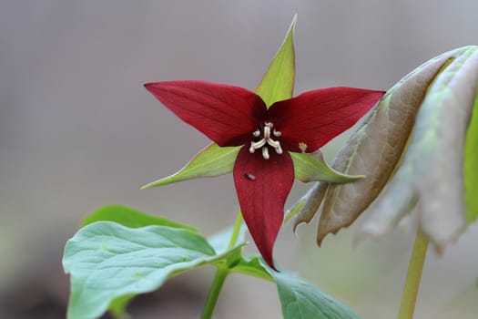 Red Trillium flower in early spring in morning light