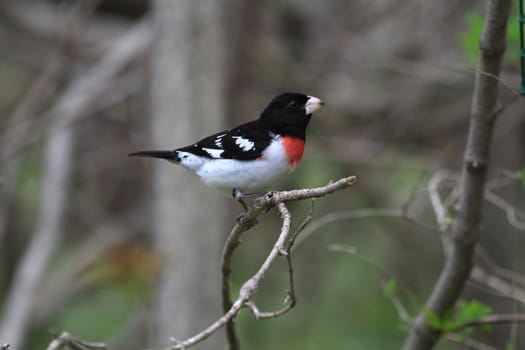 Rose-breasted Grosbeak male perched on branch in rain