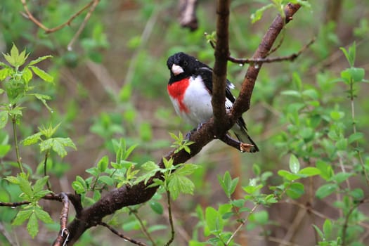 Rose-breasted Grosbeak male perched on branch in rain