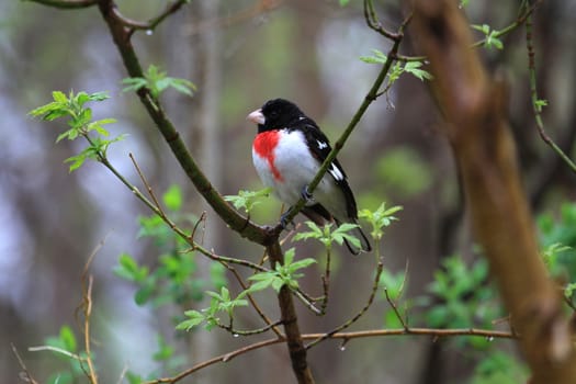 Rose-breasted Grosbeak male perched on branch in rain