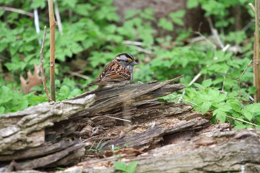 White - throated Sparrow on ground looking for food