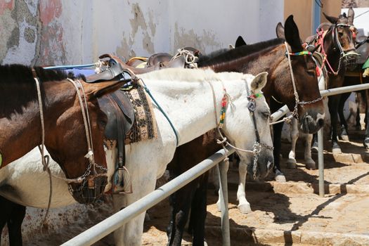 Donkeys at the Greece Santorini island are used to transport tourists in summer time
