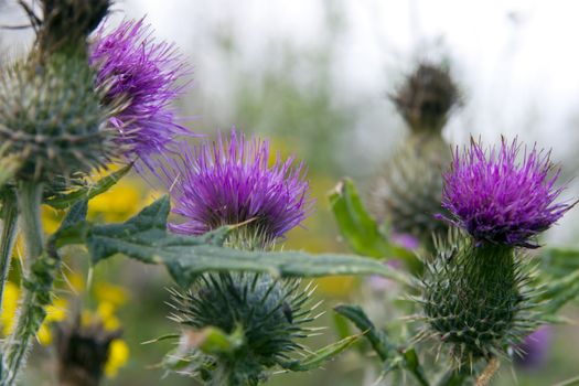 wild Irish thistle growing in the countryside fields