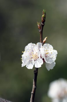 Apricot  blossom closeup over natural background
