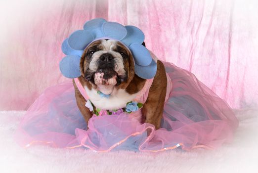 female dog wearing pink dress - bulldog