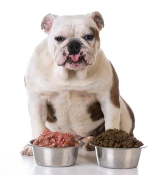 feeding your pet - concept of choosing between raw and kibble