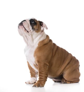 cute puppy - english bulldog sitting looking up on white background - three months old