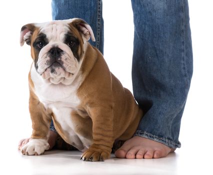 woman's legs with puppy sitting at her feet - bulldog