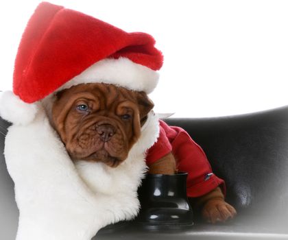 christmas puppy - dogue de bordeaux puppy dressed up like santa