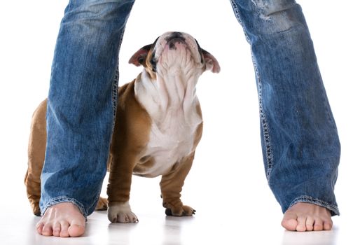 woman's legs with puppy looking up - bulldog