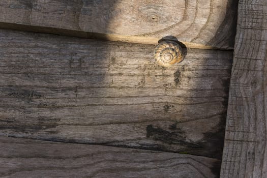 A small snail shell on weathered wood door.







A small snail shell
