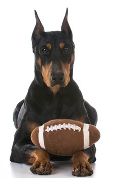 doberman pinscher with a toy ball on white background