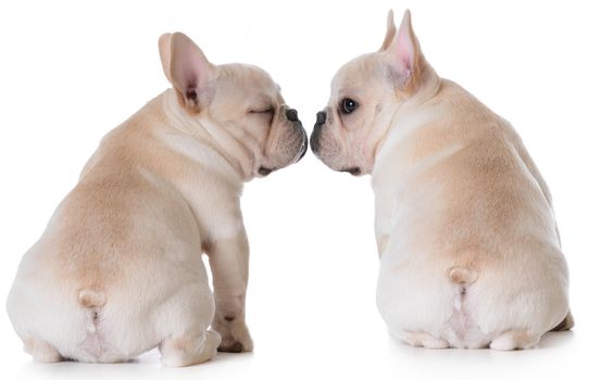 puppy love - two french bulldogs kissing on white background