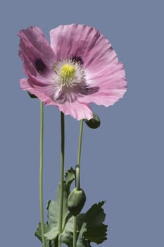 A single  poppy flower with bud  in fornt of simple backgound. selection path included.
