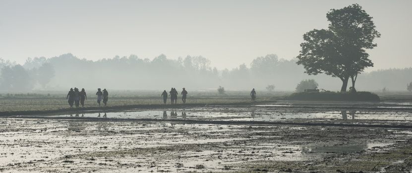 workers going to work at rice farm on hazy day.