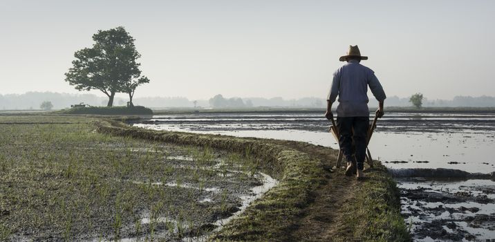 Farmer carrying(driving) empty wheelbarrow for bringing rice sprouts.