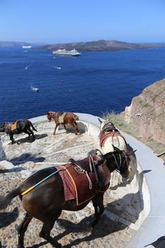 Donkeys on the climb from the harbor in Fira,Santorini, Greece