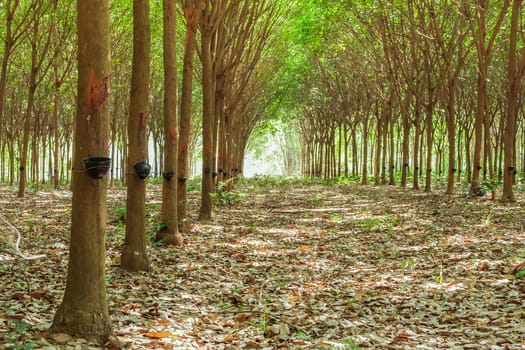 Walkway and Rubber tree latex agriculture in tropical forest with bowl