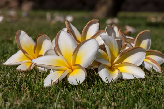 The white frangipani flowers with leaves close up on the background of green grass