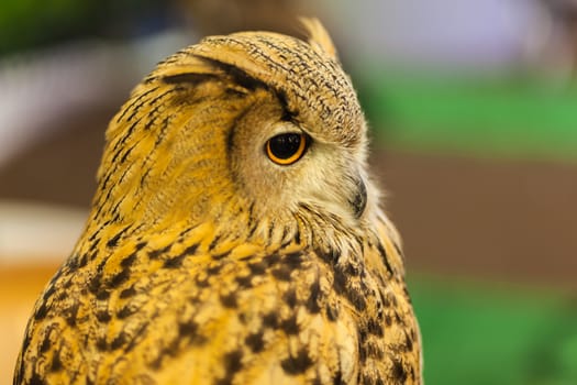 European Eagle owl or Eurasian eagle owl watching, closeup