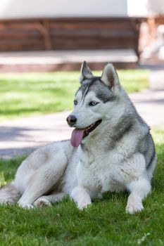 Portrait of Siberian Husky on the background of green grass