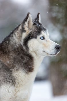 Siberian Husky dog against the white snow