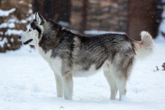 Siberian Husky dog against the white snow