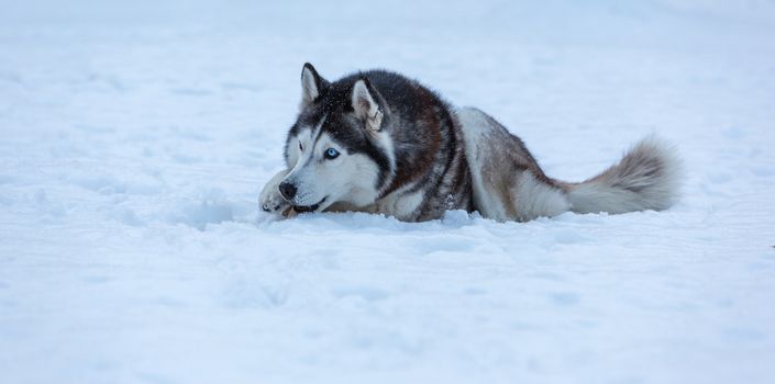 Siberian Husky dog against the white snow
