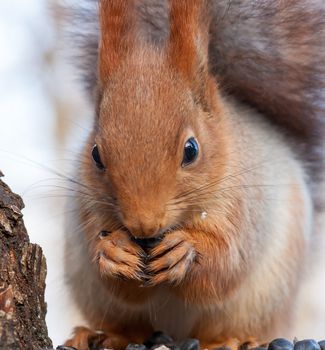 Eurasian red squirrel gnaws sunflower seeds. portrait close