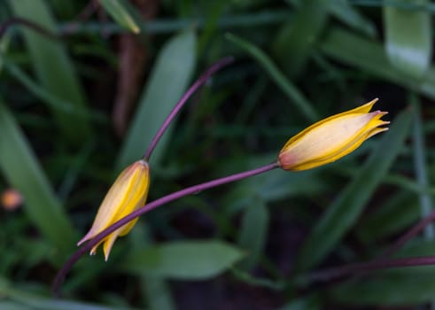 Yellow wild tulips in its natural habitat