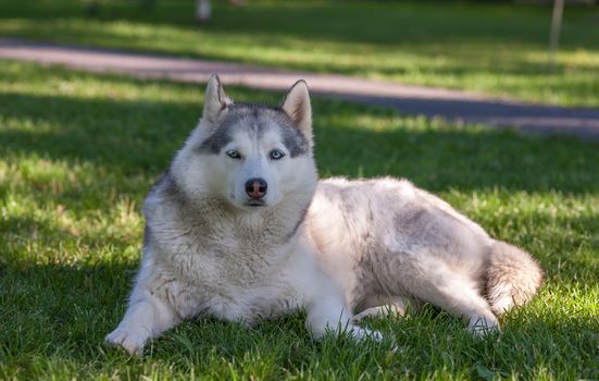 Portrait of Siberian Husky on the background of green grass