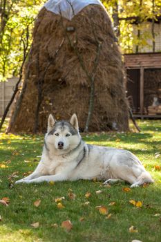 Portrait of Siberian Husky on the background of green grass