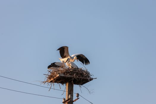 White stork in the nest against the blue sky