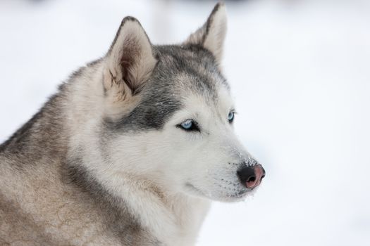 Siberian Husky dog against the white snow