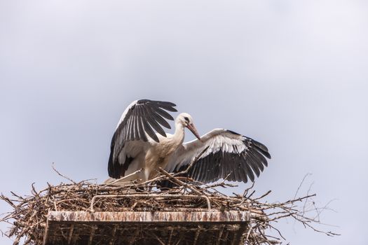 White stork in the nest against the blue sky