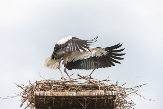 White stork in the nest against the blue sky