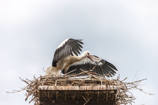 White stork in the nest against the blue sky