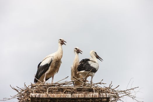 White storks in the nest against the blue sky