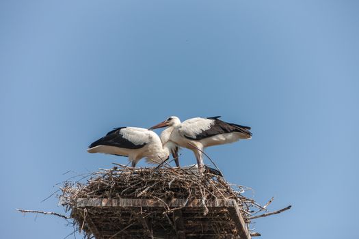 White storks in the nest against the blue sky