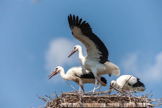 White storks in the nest against the blue sky