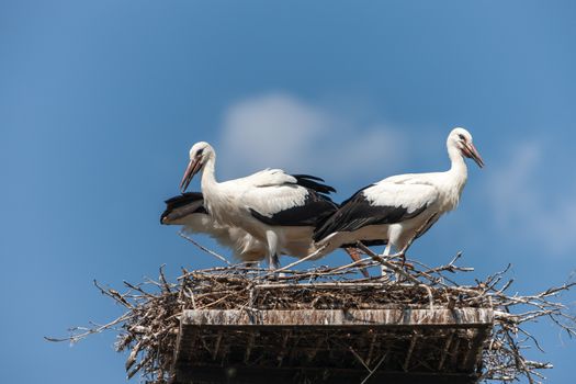 White storks in the nest against the blue sky