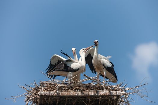 White storks in the nest against the blue sky