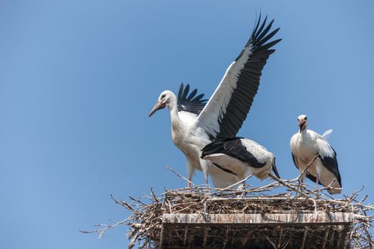 White storks in the nest against the blue sky