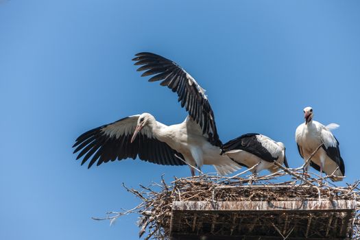 White storks in the nest against the blue sky