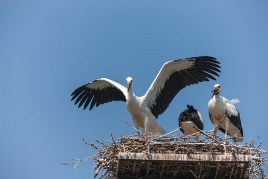 White storks in the nest against the blue sky