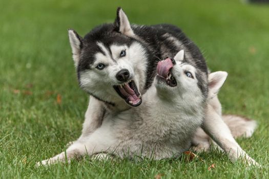 Portrait of two dogs - Siberian Husky on the background of green grass